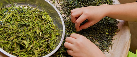 Te og Sundhed: Hvilken grøn te er sundest og hvad er grøn te godt for?